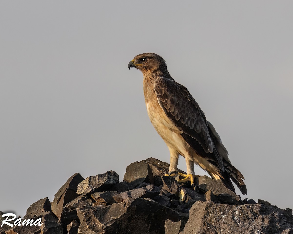 Bonelli arranoa - ML642851290