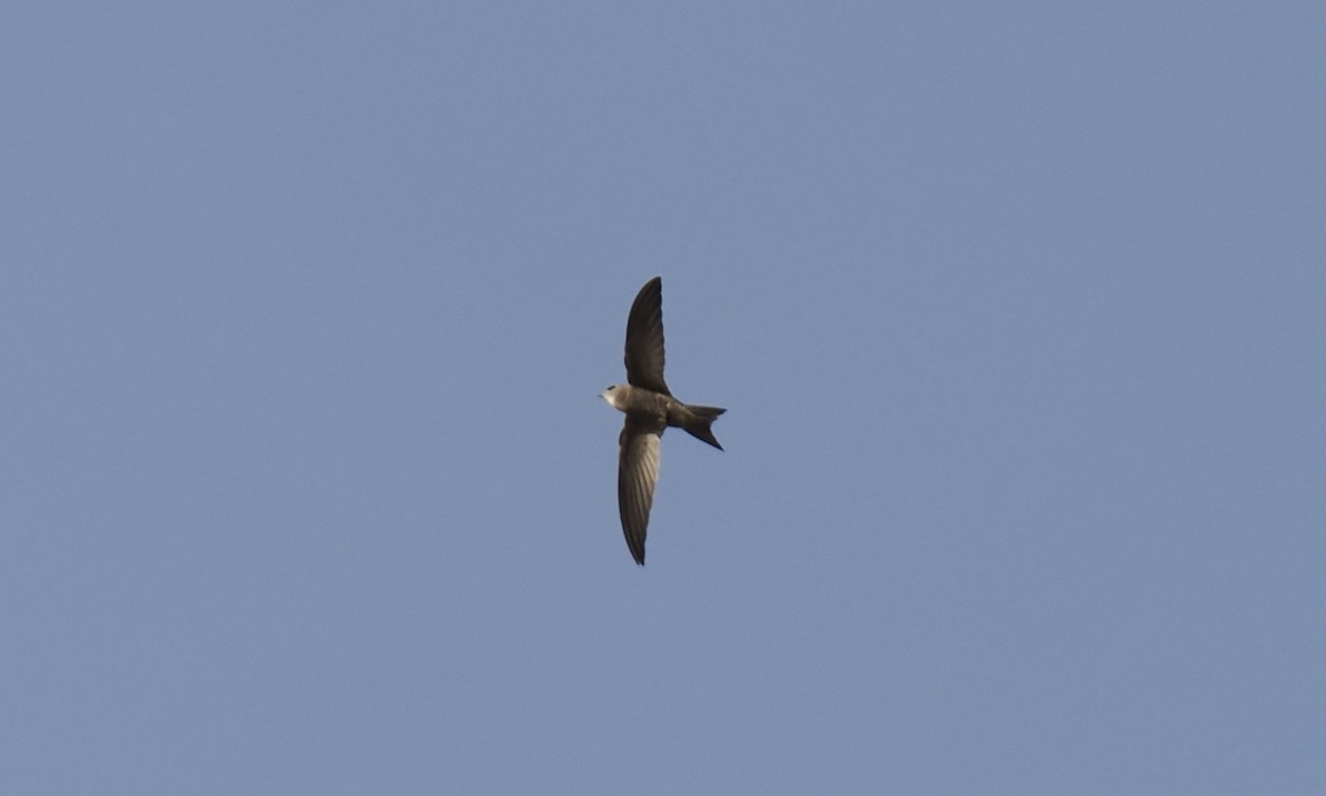 Apodidae sp. - ML642851291