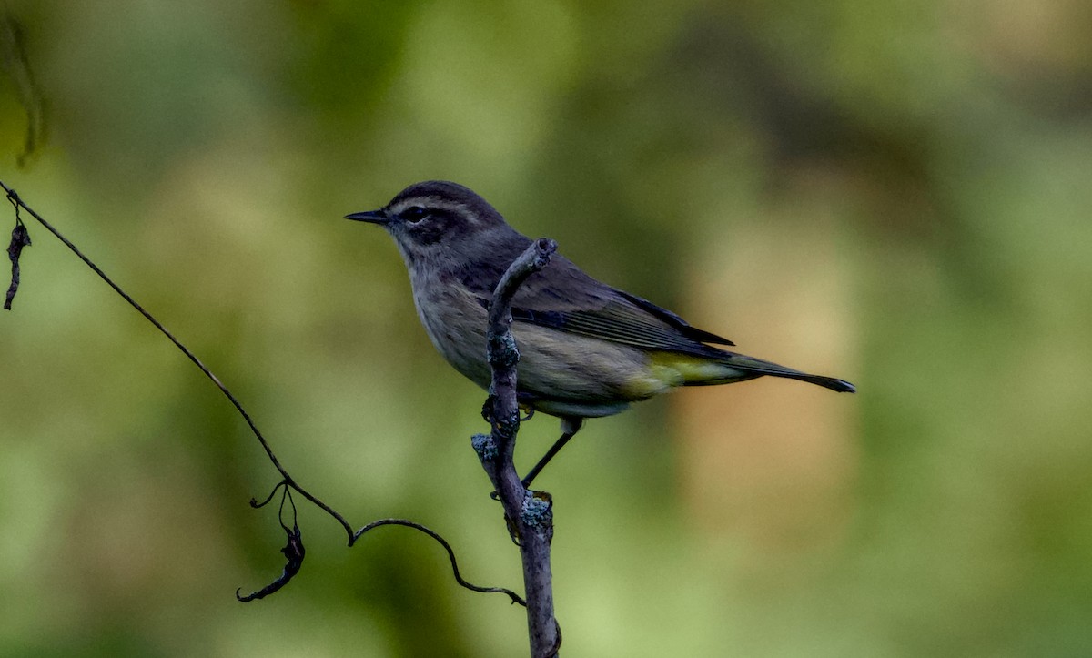 Palm Warbler - ML642851292