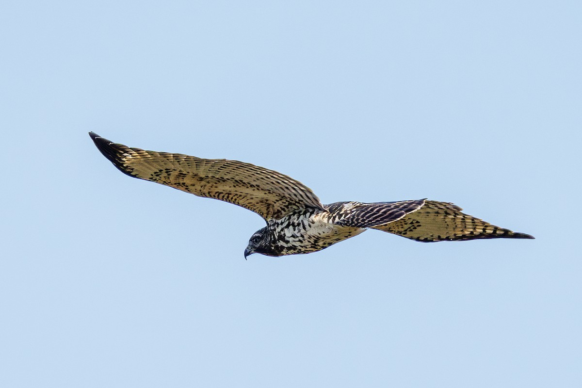 Red-shouldered Hawk - ML642851294