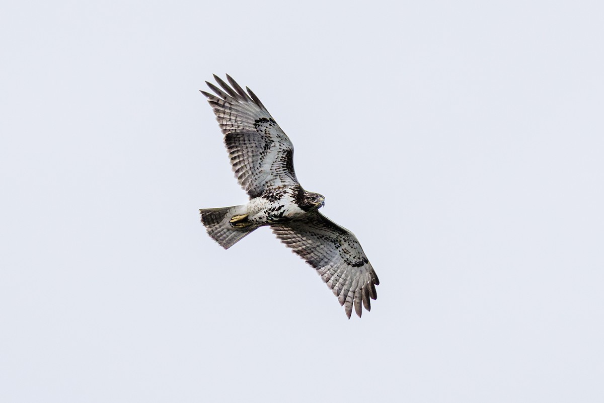 Red-shouldered Hawk - ML642851295