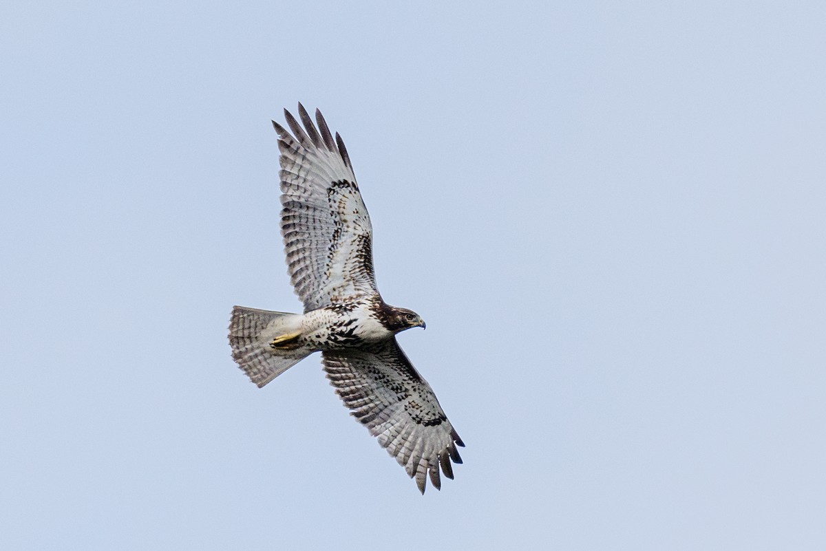 Red-shouldered Hawk - ML642851296