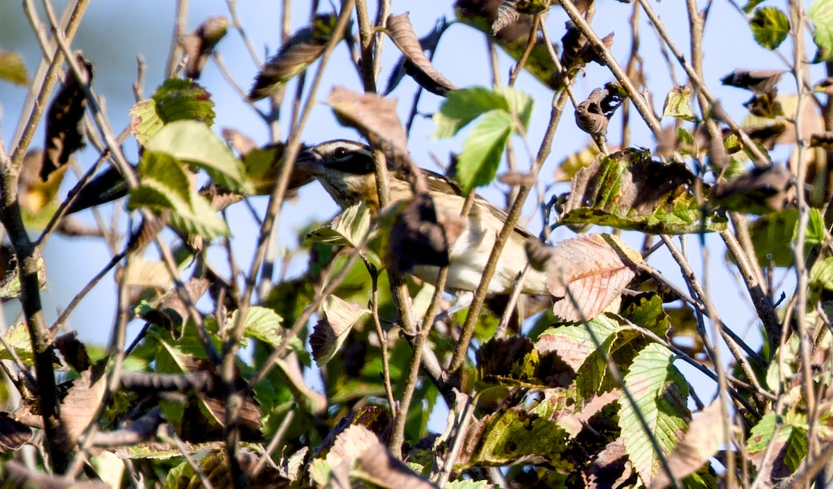 Rose-breasted Grosbeak - ML642851297