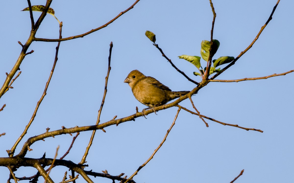 blåtykknebb - ML642851298