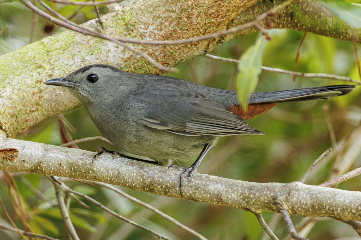 kattespottefugl - ML642851299