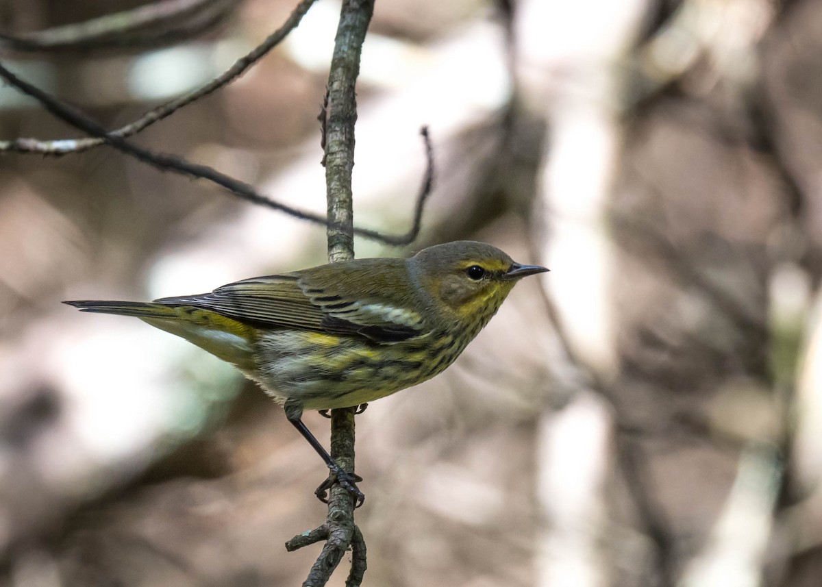 brunkinnparula - ML642851301