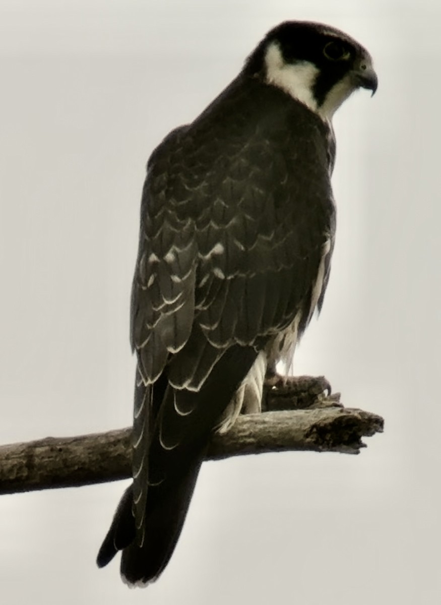 lerkefalk - ML642851320