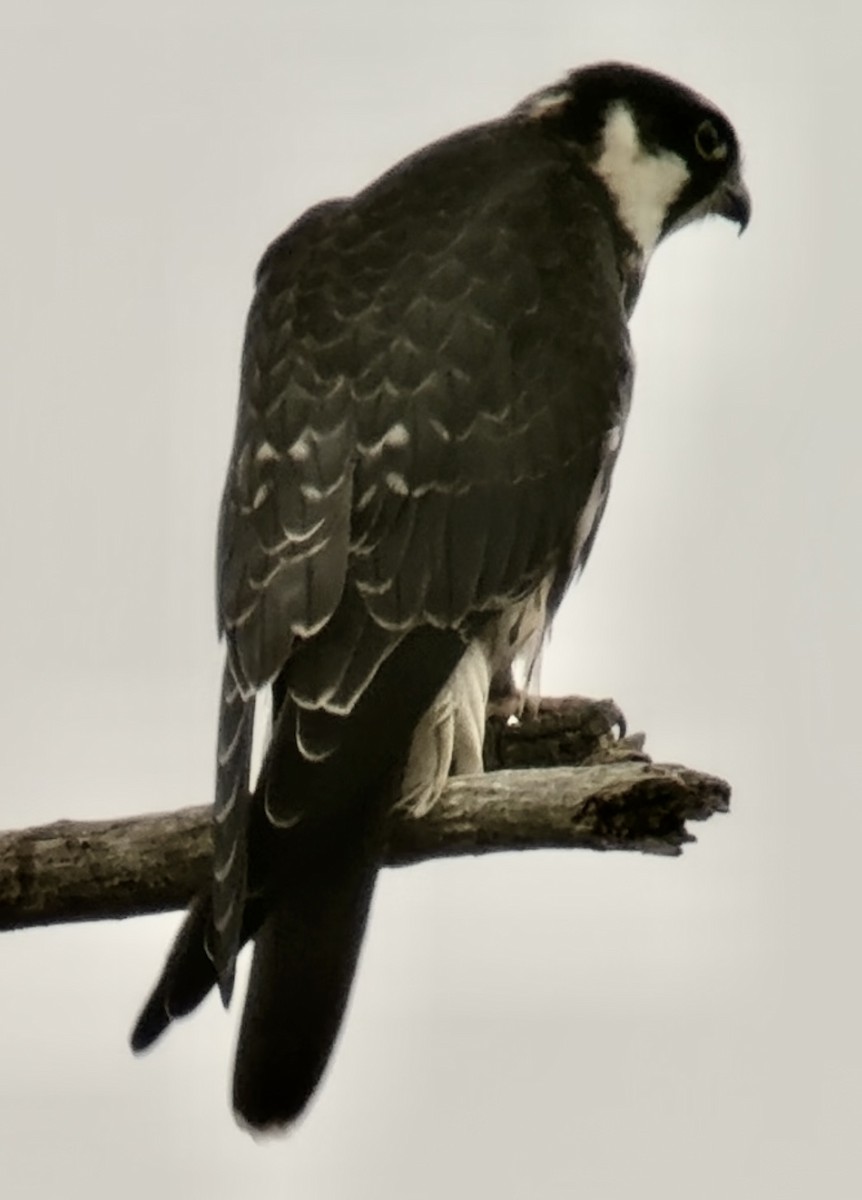 lerkefalk - ML642851327