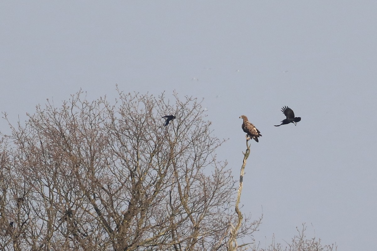 White-tailed Eagle - ML642851331
