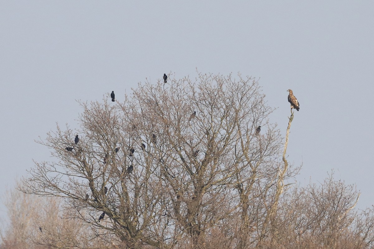 White-tailed Eagle - ML642851334