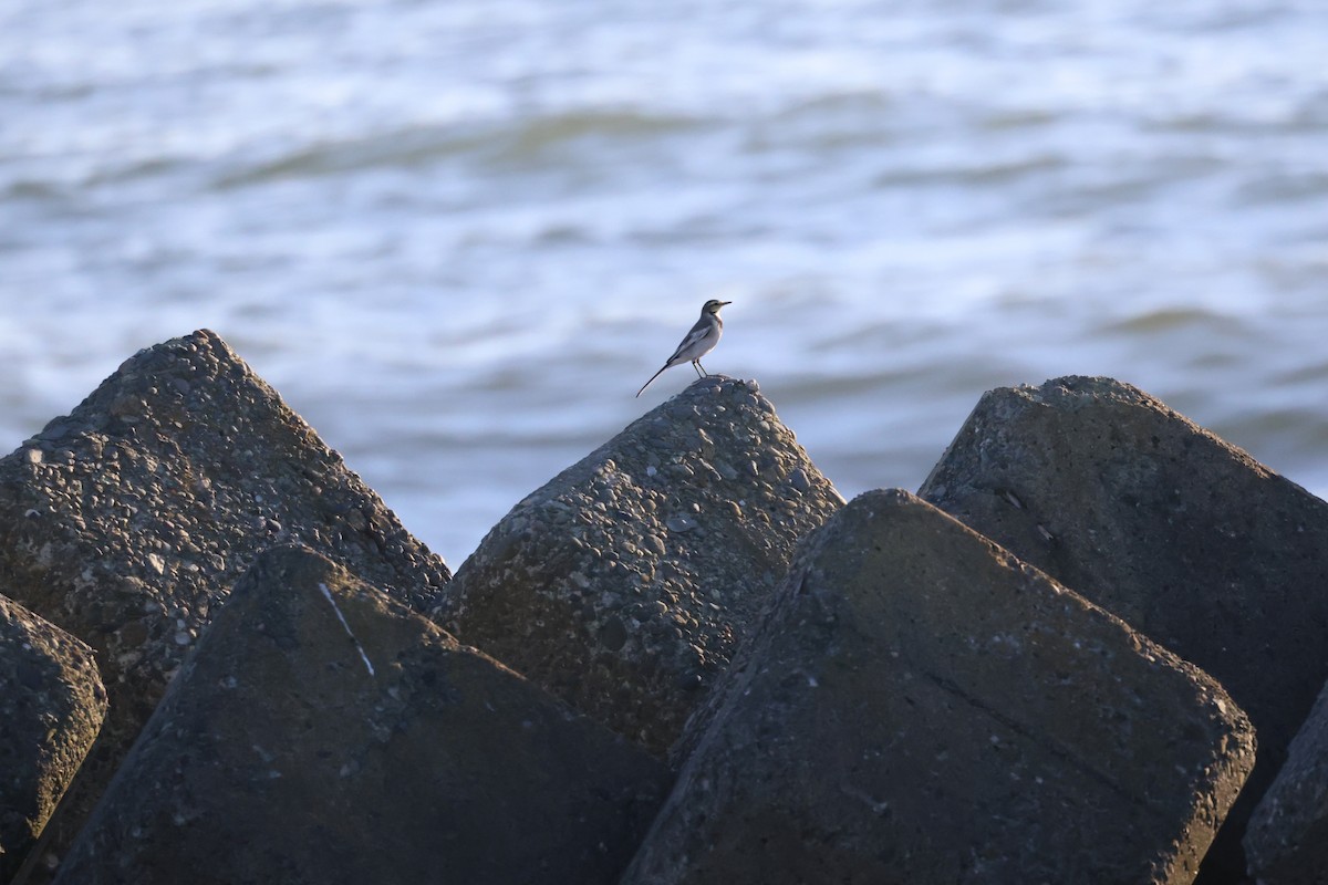 White Wagtail - ML642851335