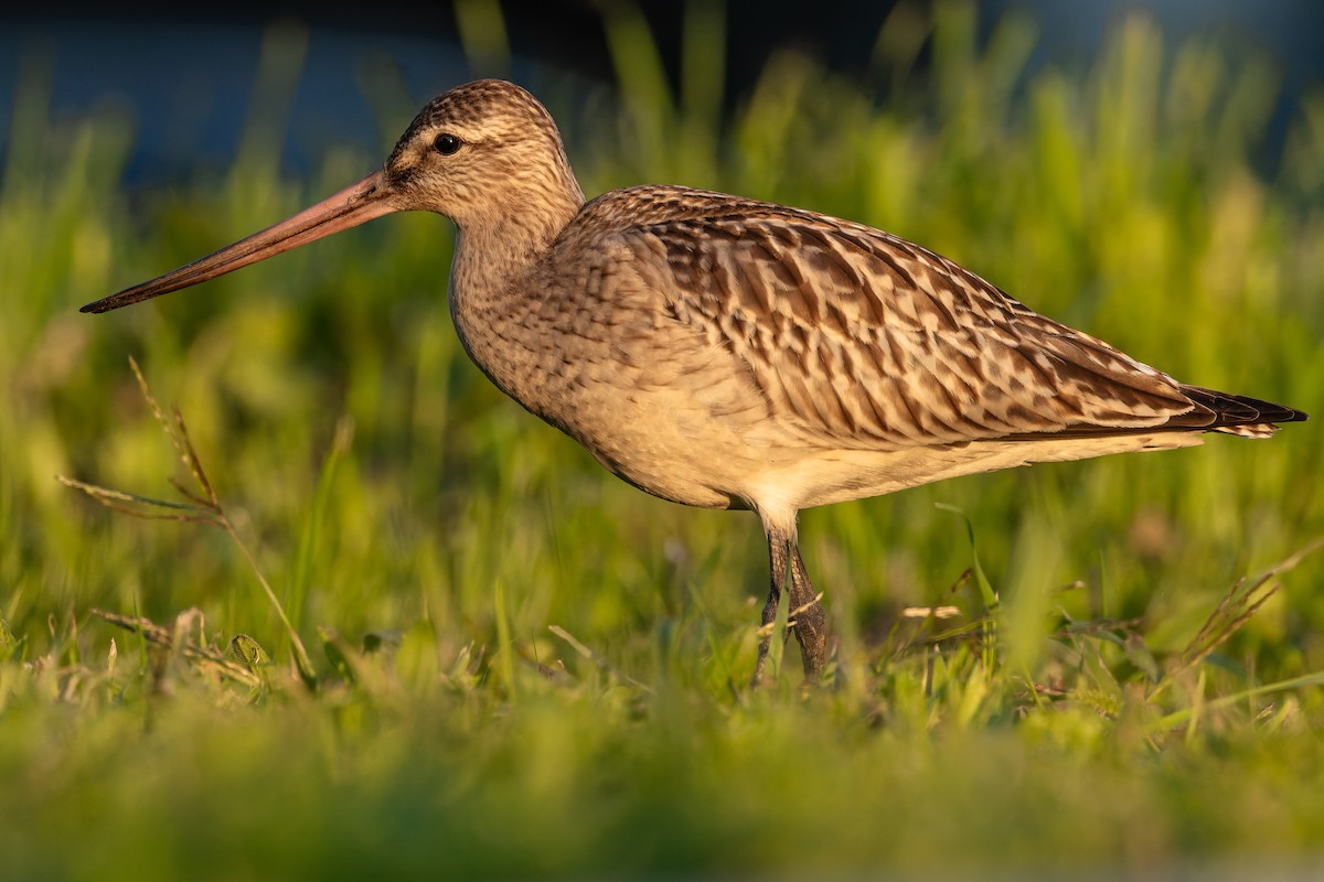 Bar-tailed Godwit - ML642851337
