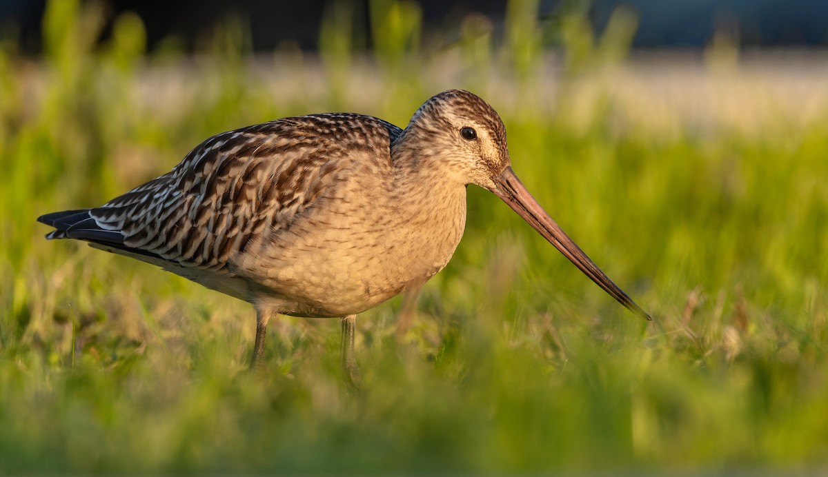 Bar-tailed Godwit - ML642851338