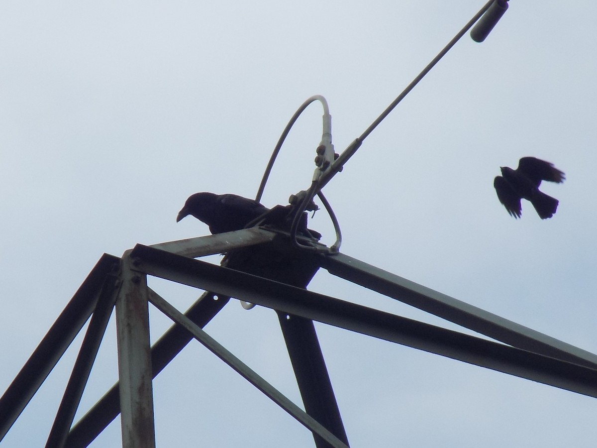 Common Raven - ML642851341