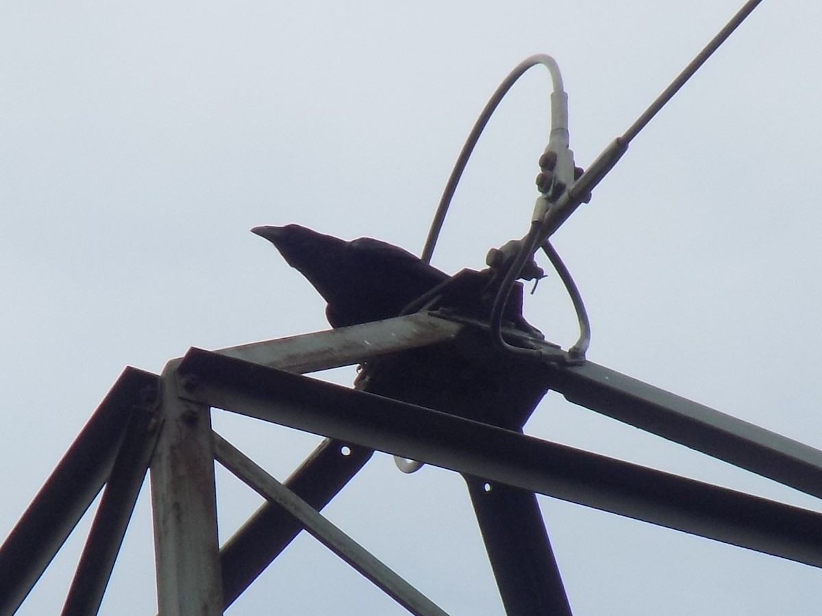 Common Raven - ML642851342