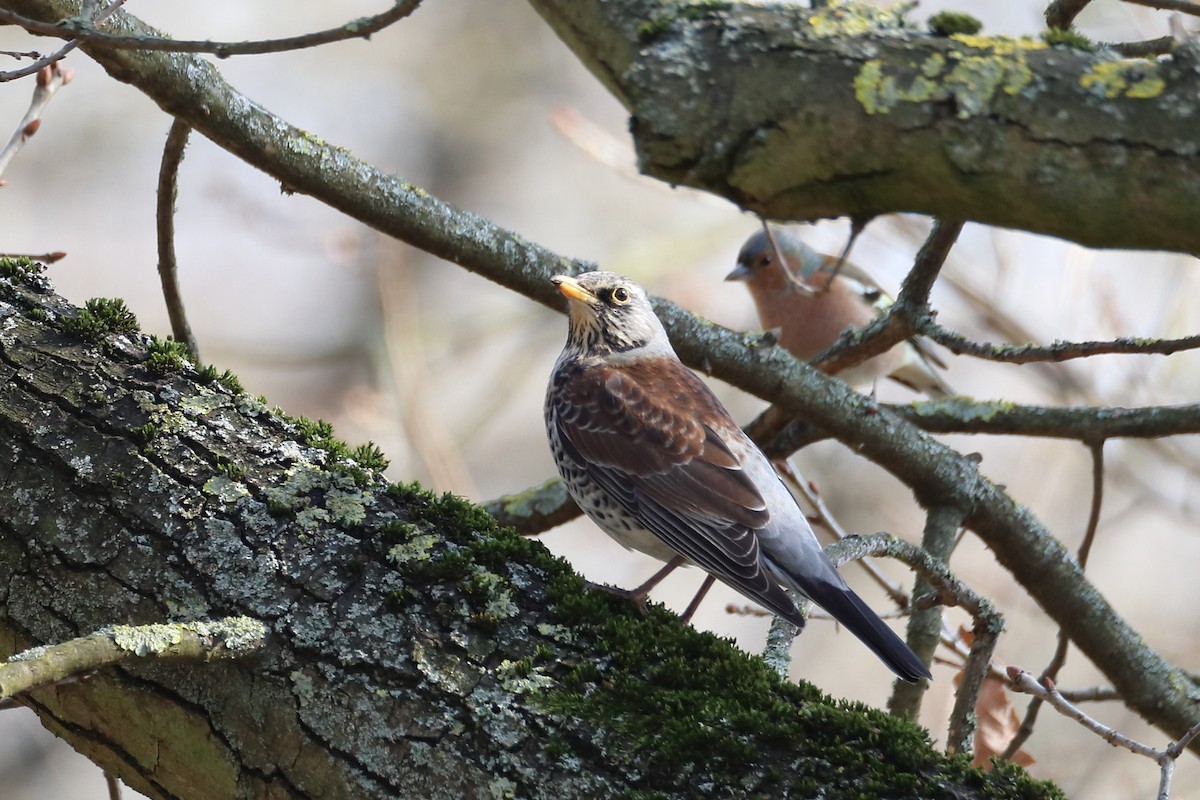Fieldfare - ML642851345