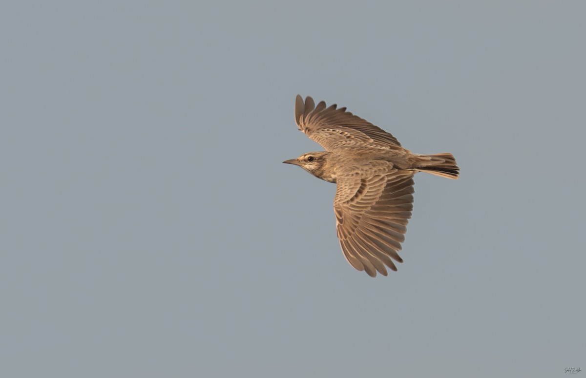 Crested Lark - ML642851349