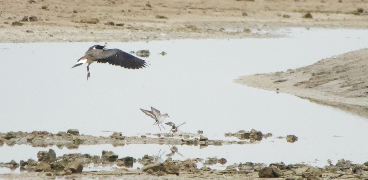 Одой элсэг - ML642851355