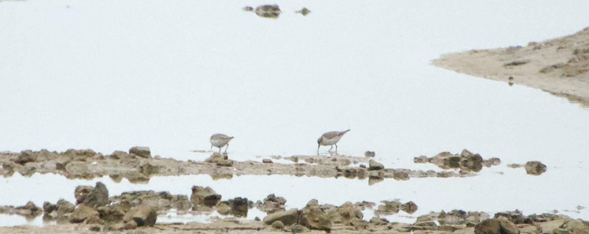 Одой элсэг - ML642851356