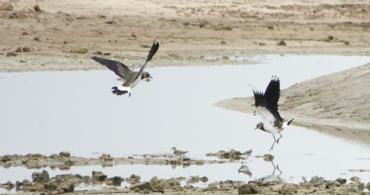 Умардын хавтгаалж - ML642851357