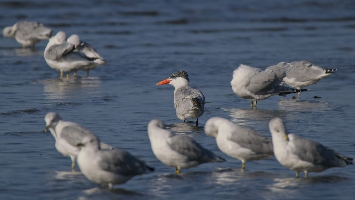 Caspian Tern - ML642851362