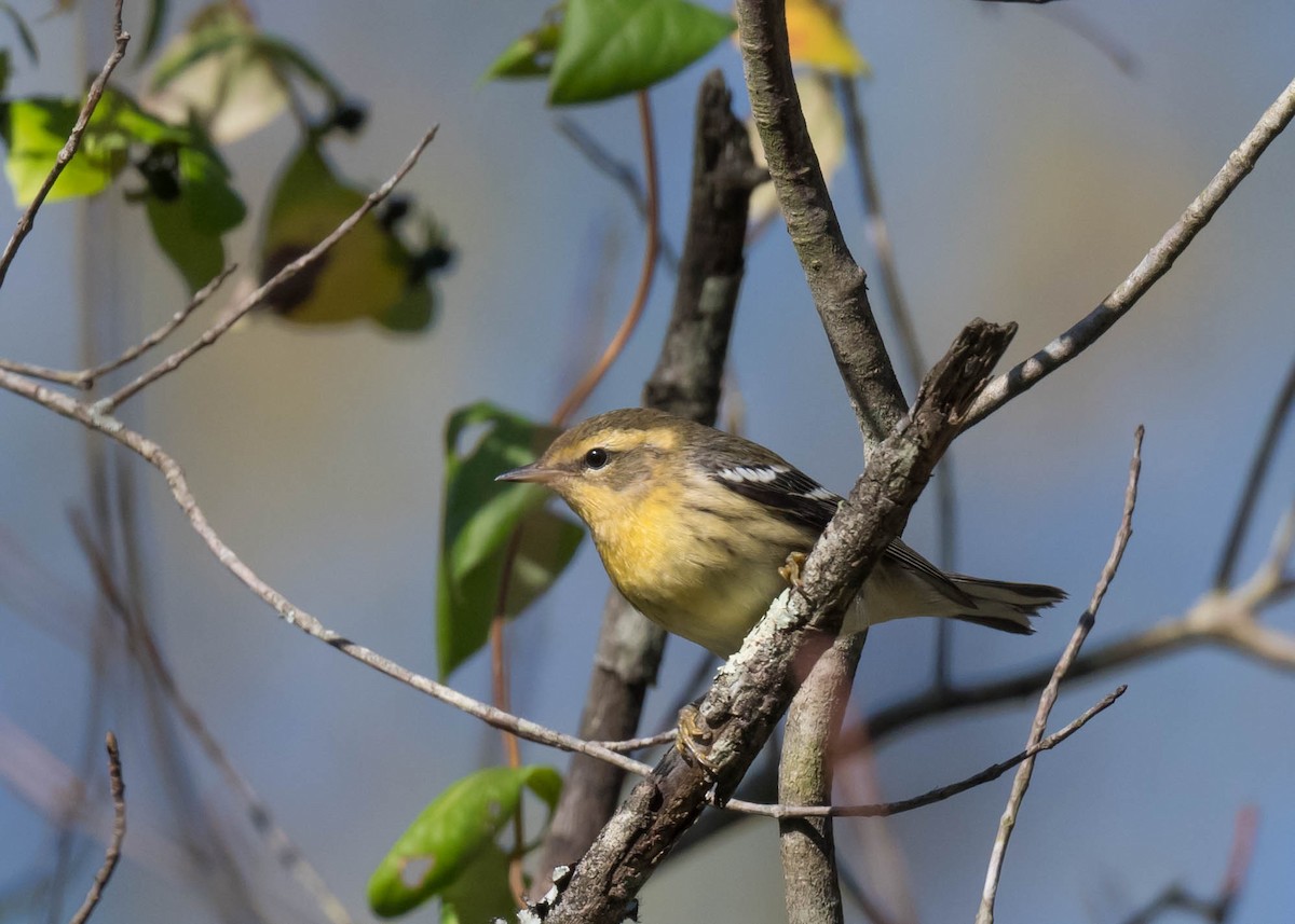 Blackburnian Warbler - ML642851364