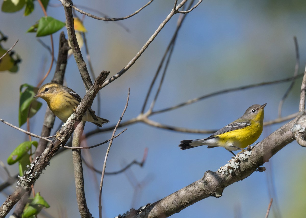 Blackburnian Warbler - ML642851373