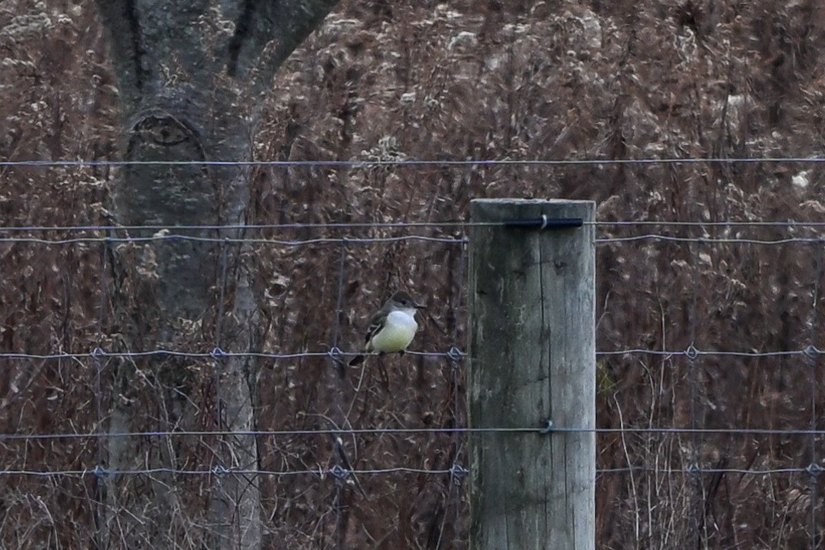 Ash-throated Flycatcher - ML642851385