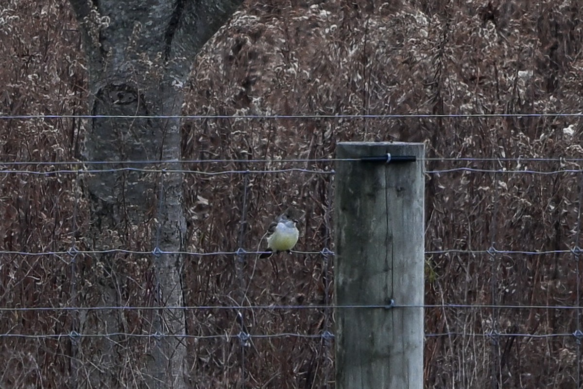 Ash-throated Flycatcher - ML642851387