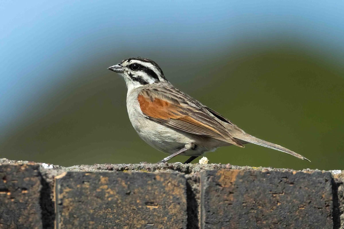 Cape Bunting - ML642851391