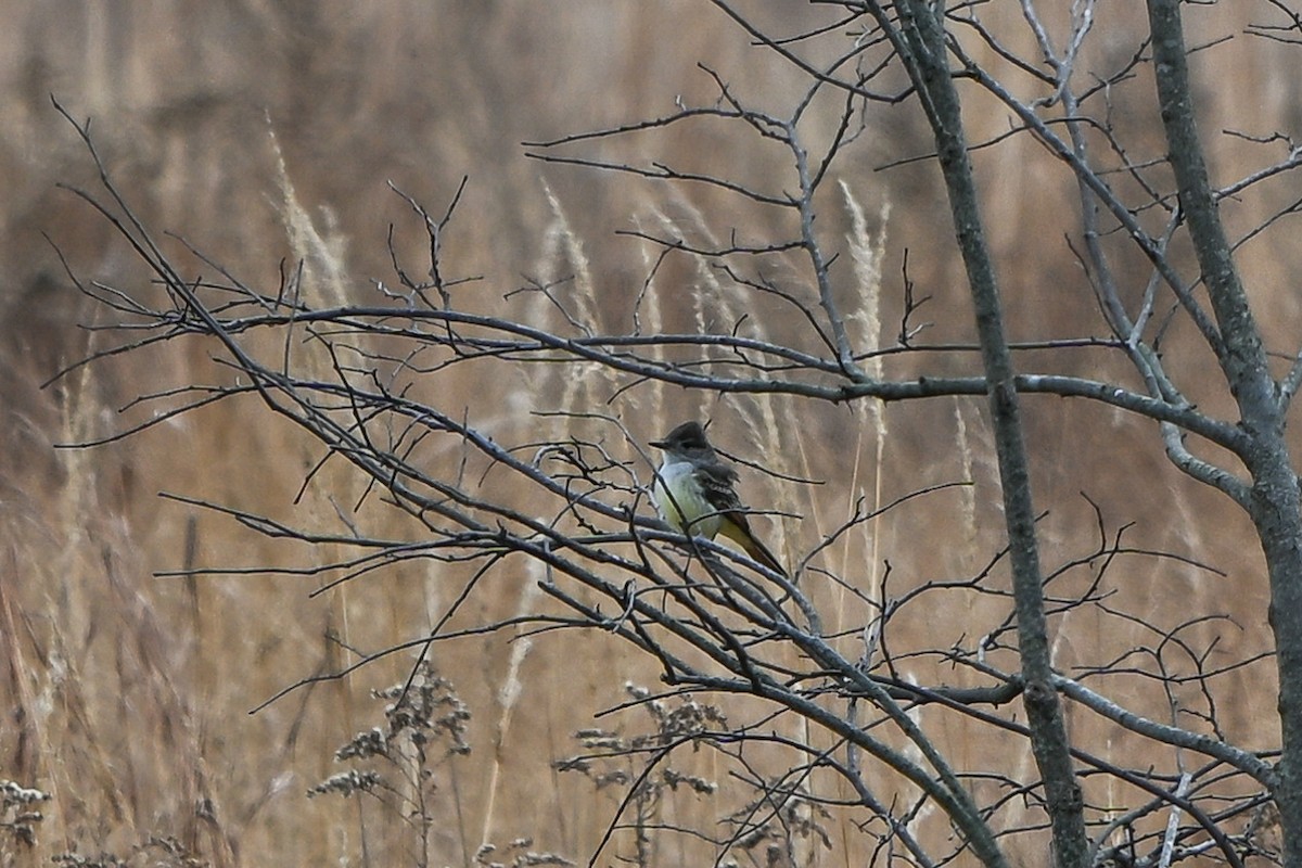 Ash-throated Flycatcher - ML642851392