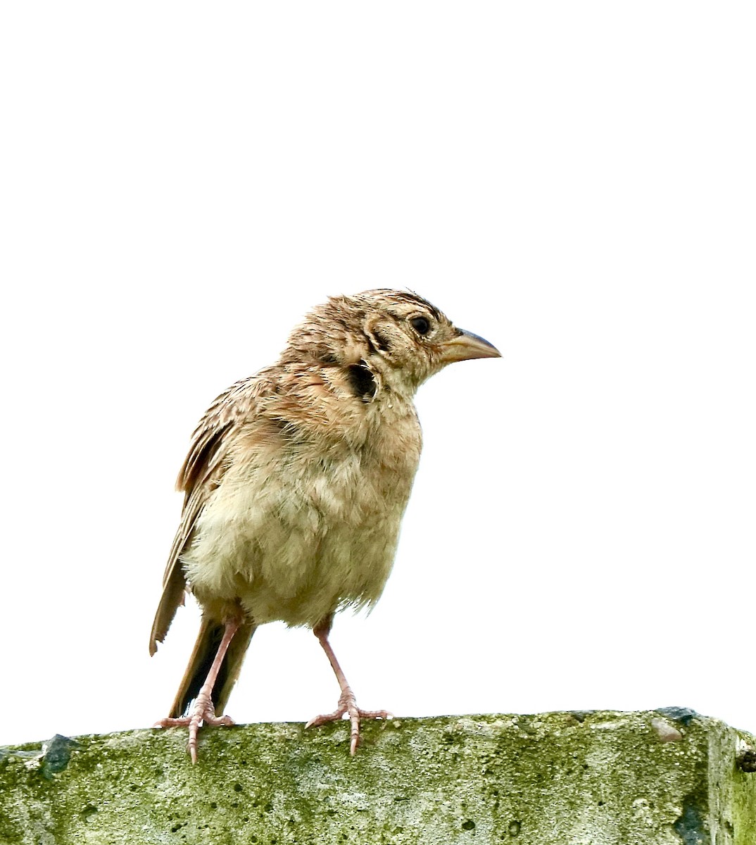 Singing Bushlark - ML642851397