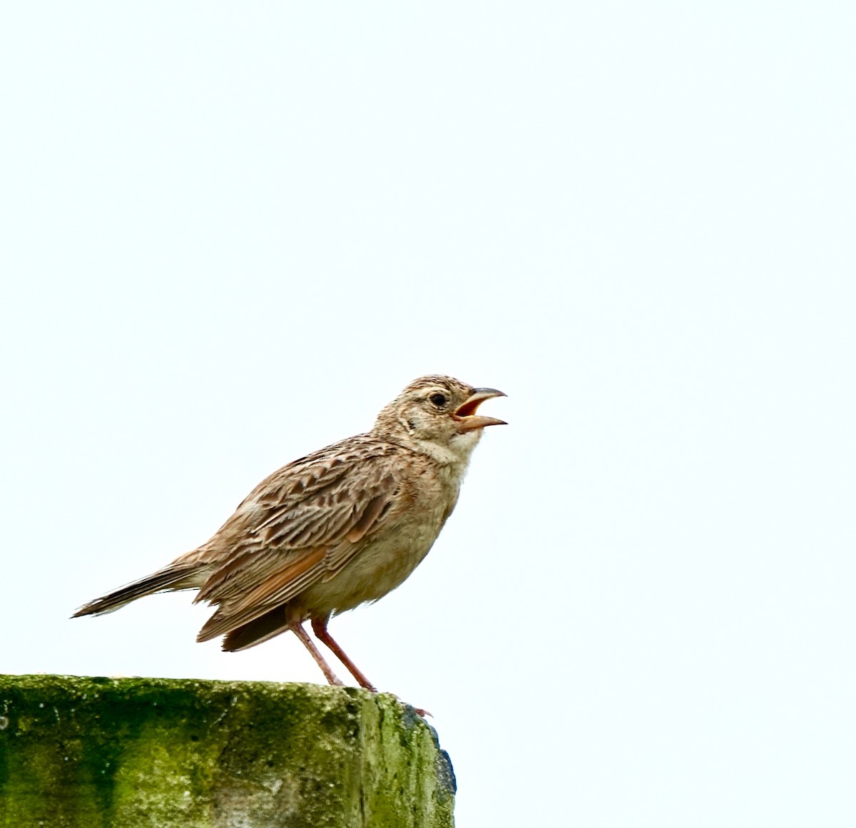Singing Bushlark - ML642851398