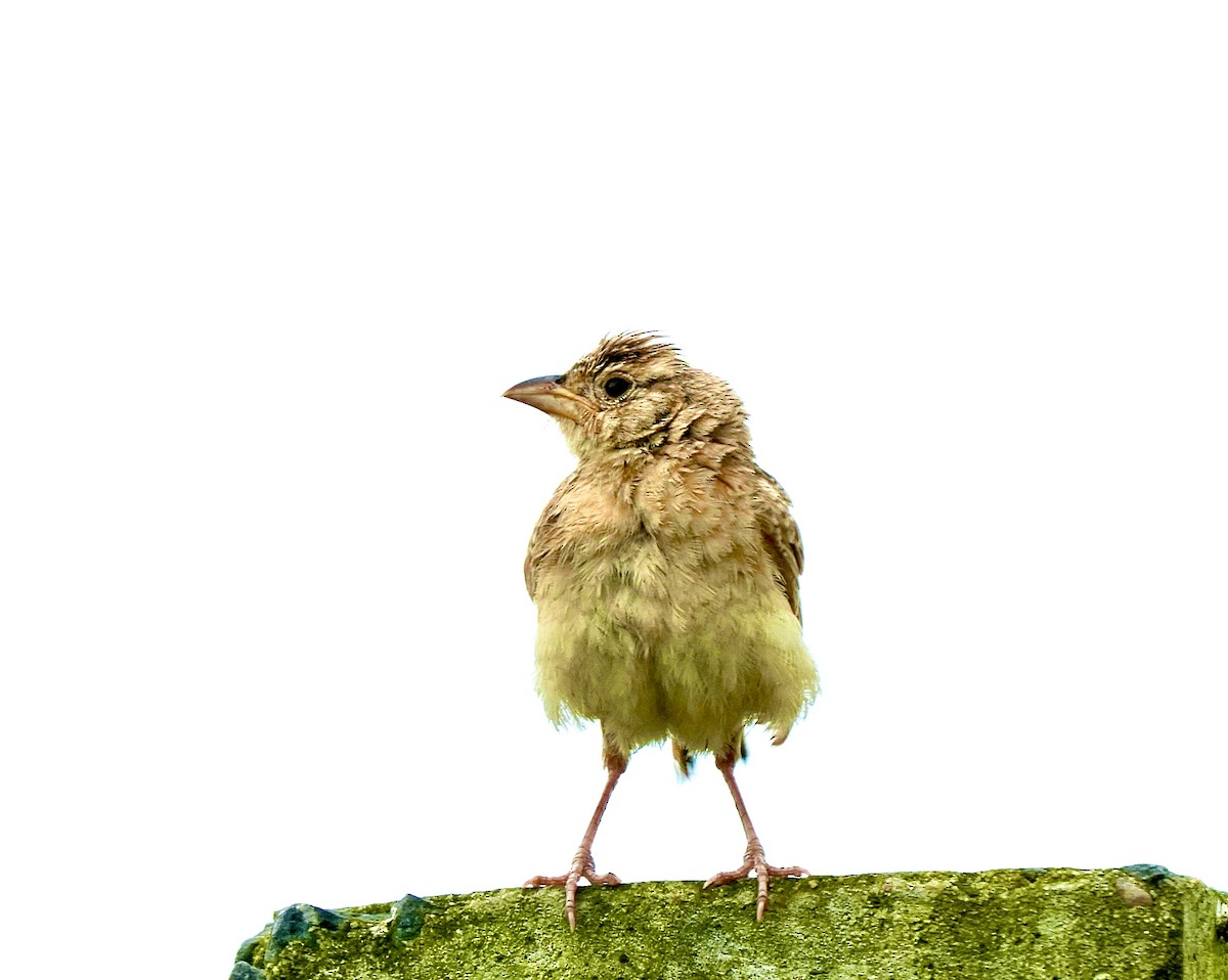 Singing Bushlark - ML642851399