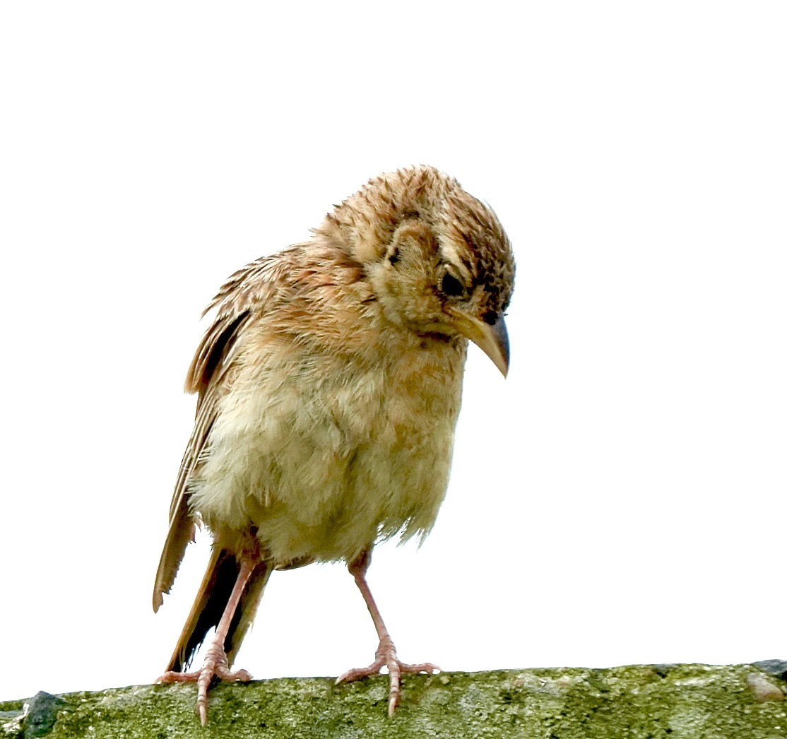 Singing Bushlark - ML642851400
