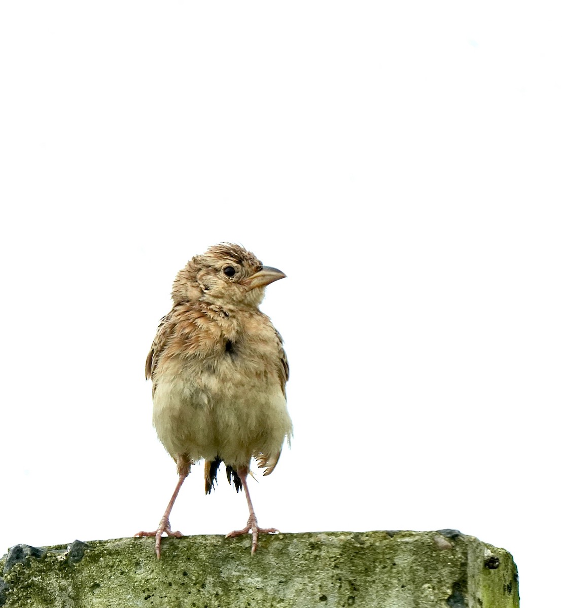 Singing Bushlark - ML642851401