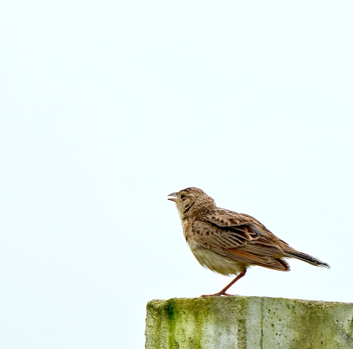 Singing Bushlark - ML642851402