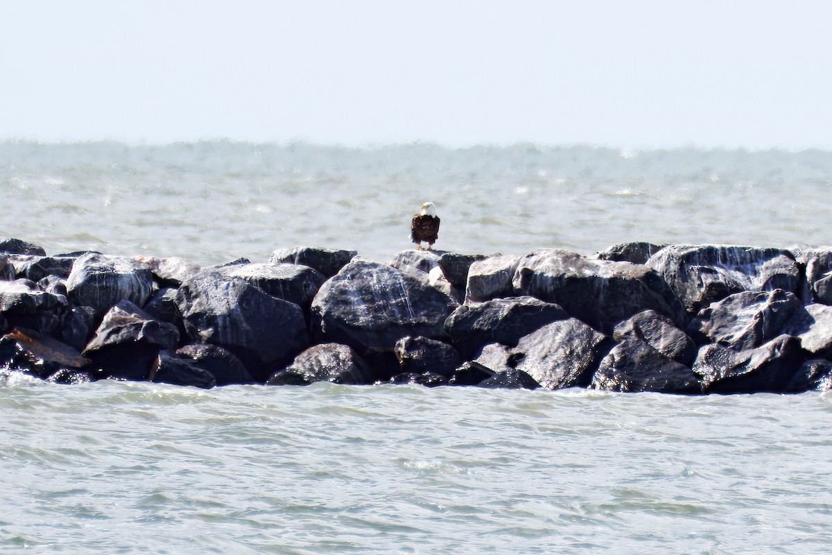 Bald Eagle - ML642851403