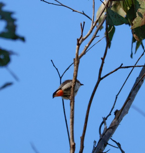 Mistletoebird - ML642851404