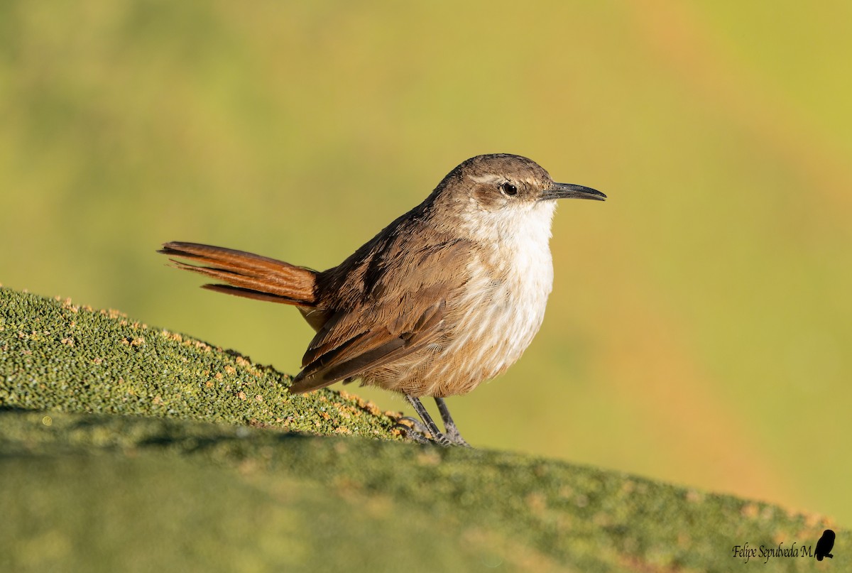 Straight-billed Earthcreeper - ML642851406