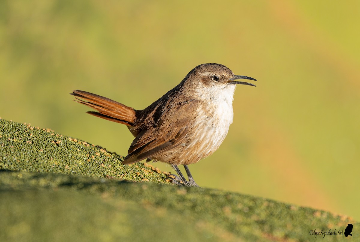 Straight-billed Earthcreeper - ML642851407