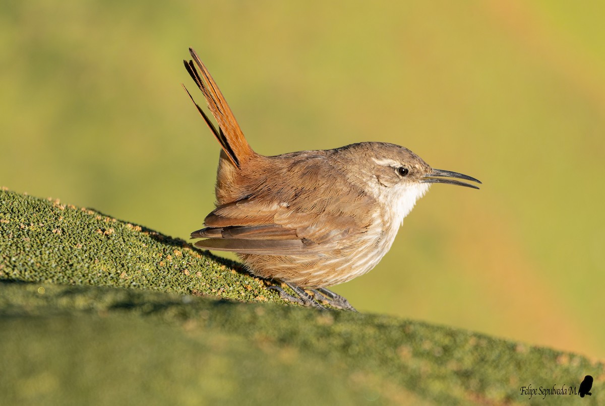 Straight-billed Earthcreeper - ML642851408