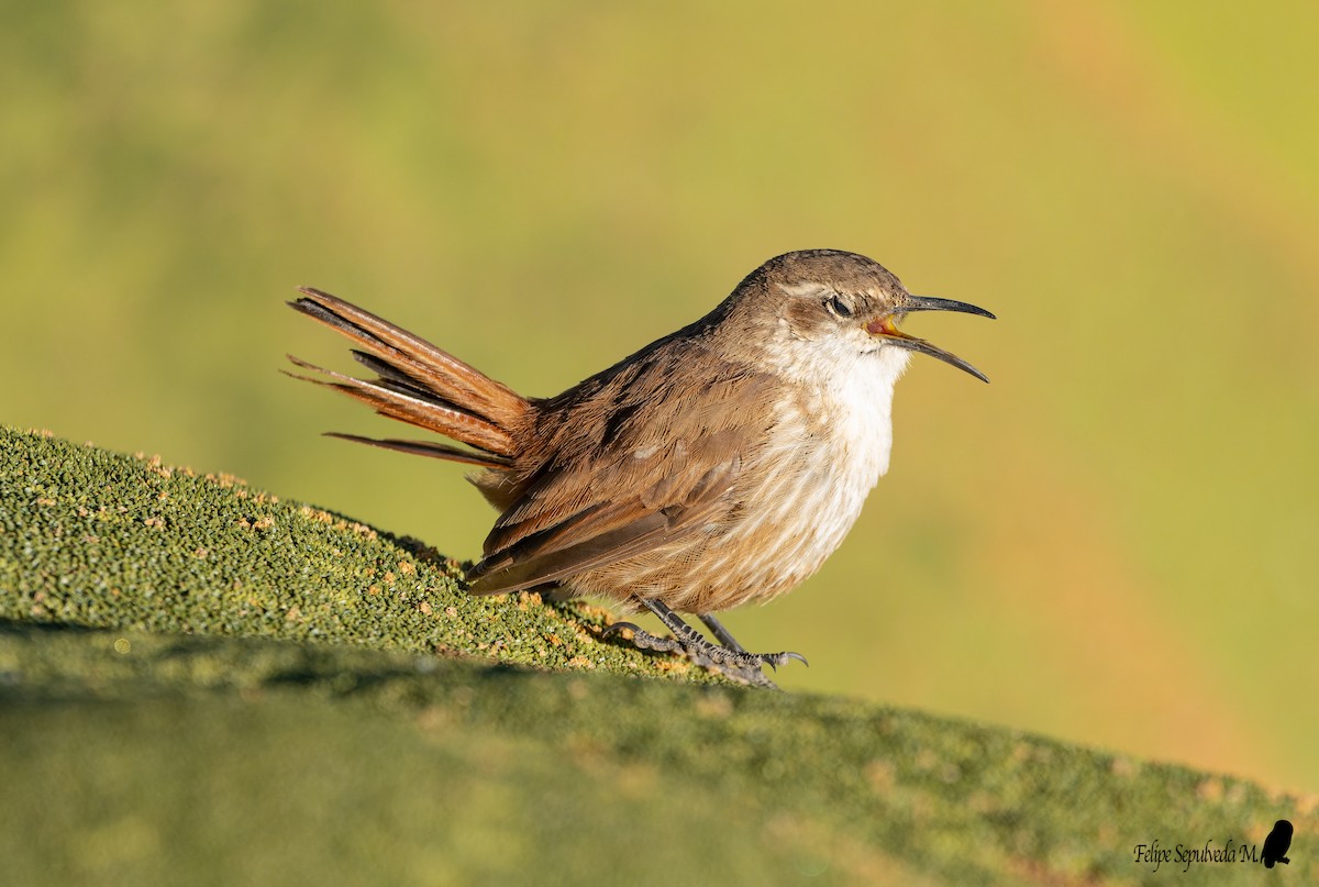 Straight-billed Earthcreeper - ML642851409