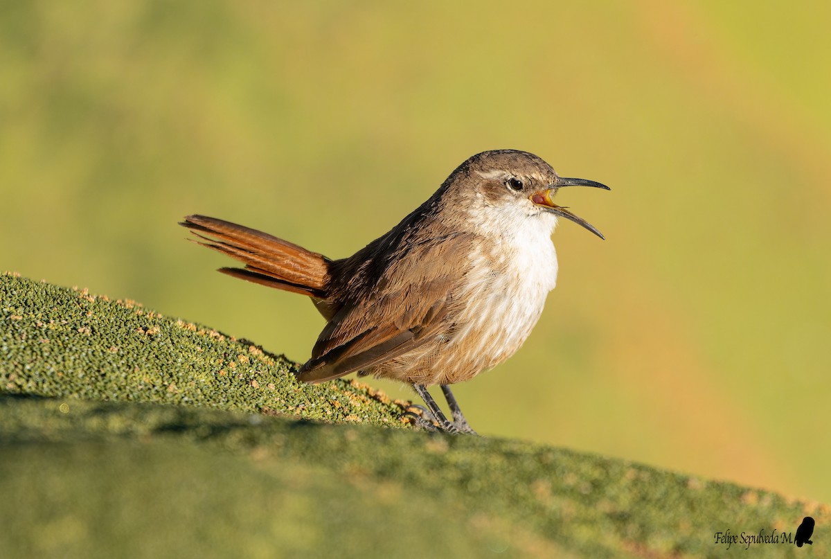 Straight-billed Earthcreeper - ML642851410