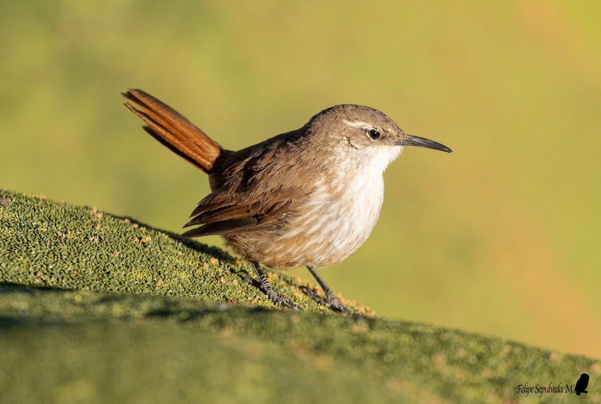 Straight-billed Earthcreeper - ML642851411