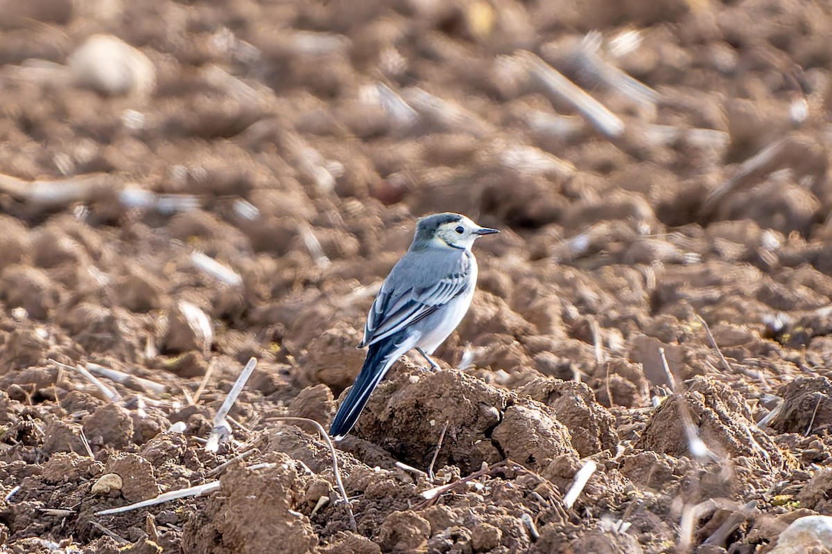 White Wagtail - ML642851419