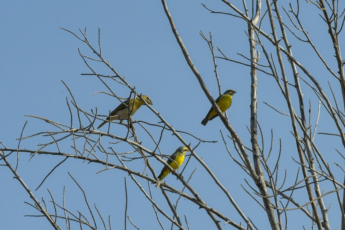 Yellow-fronted Canary - ML642851421