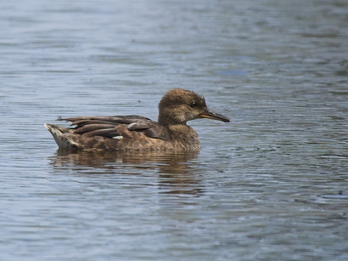Hooded Merganser - ML642851422