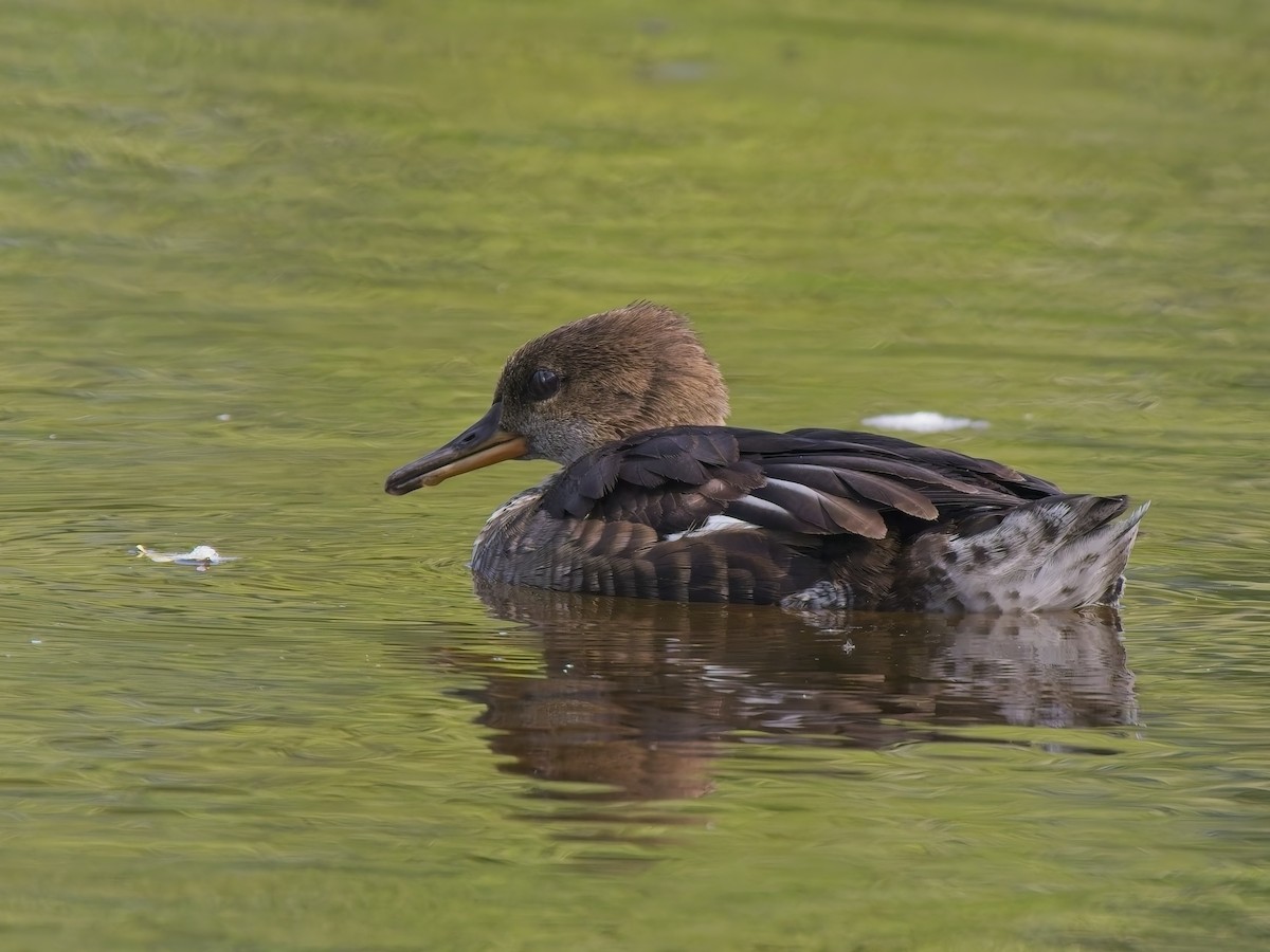 Hooded Merganser - ML642851423