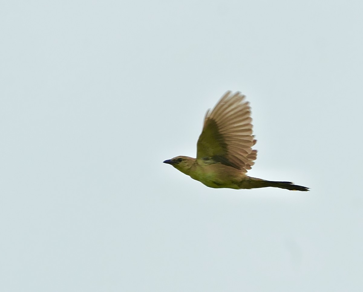 Bristled Grassbird - ML642851435
